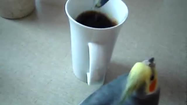 Bird makes coffee