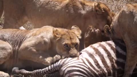 Lions attacked their own for standing in their way