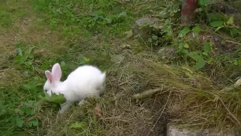 Funny rabbit in the field.