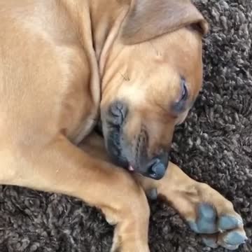 Puppy dreaming of nursing her Momma