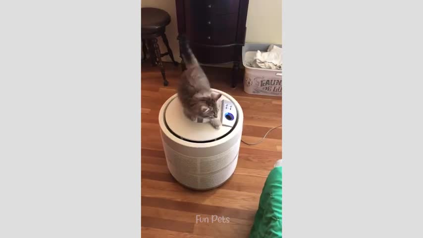 #Funny #cat #video watch till end #🐱🐱🐱🐱 #🐈🐈🐈