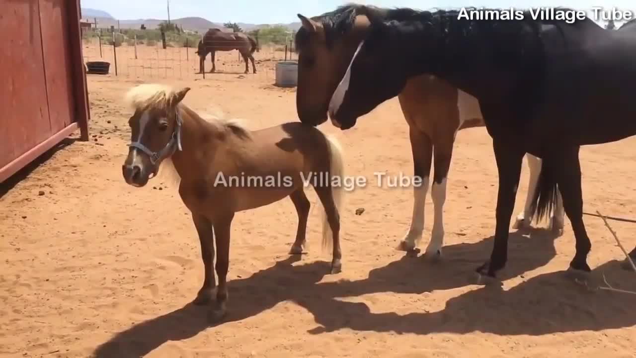 Mini Horse Meeting Two Big Horses 2021 LMAO!!