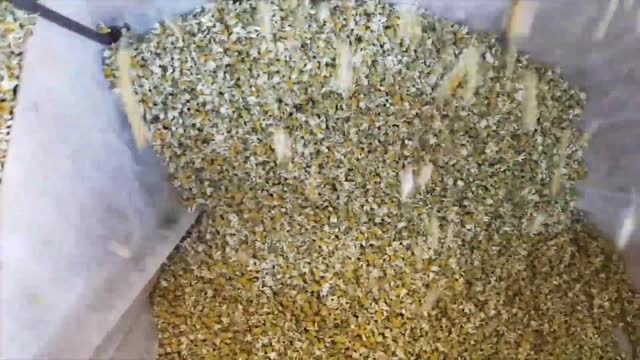 Beautiful Chamomile Flower Harvesting Machine - Chamomile Oil and Tea processing in Factory