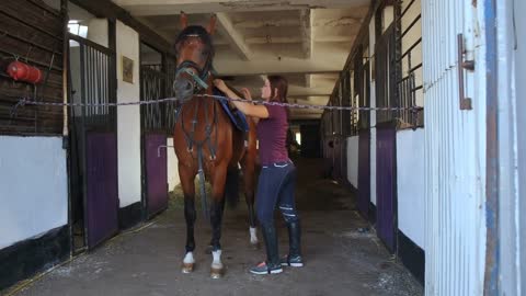 Woman putting saddle on clean horse standing near a stall