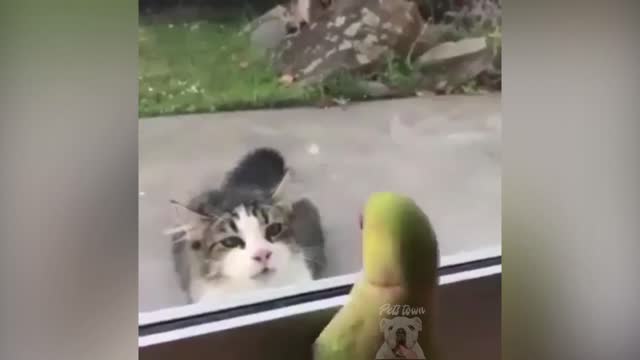 Parrot with cutie cat