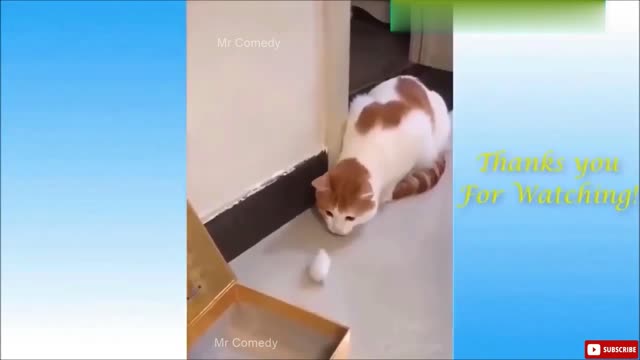 Funny Cat Vs Rat Video - Trending Video 😂