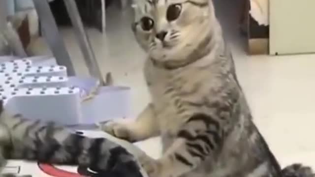 Cute and funny cat videos - try not to laugh - funny animal - #36 #shorts