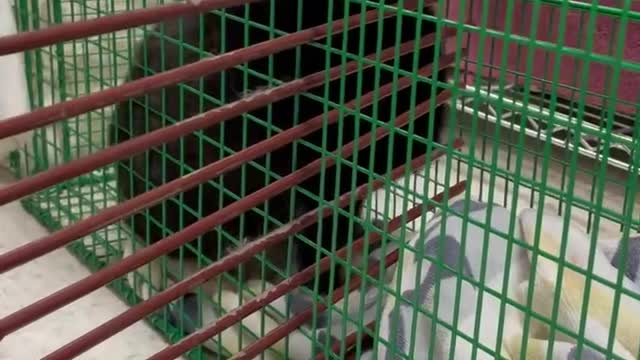 Feral Cats: Why Traps Are Used Rather Than Crates