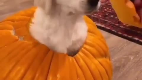 Funny Dog Video