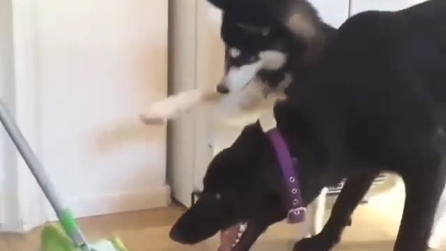Dogs are as curious as children