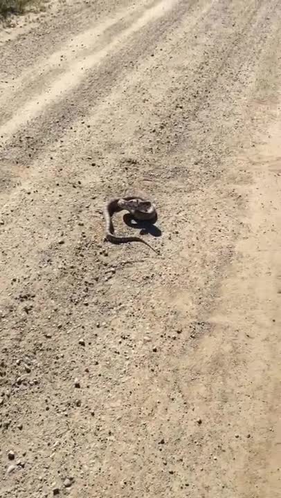 Bird got snake then snake got the bird 😳 / karma 🤦🏼‍♂️