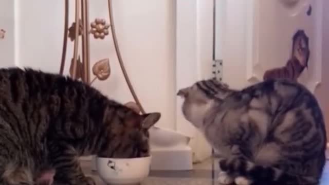 Cats reaction to their owners