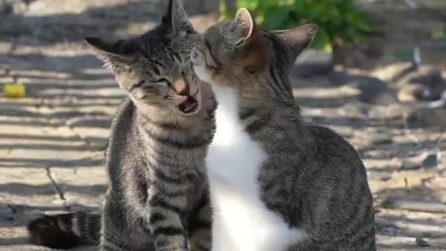 Cats making love .