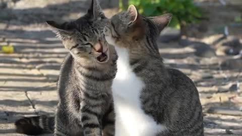 Cats making love .