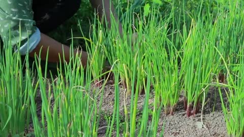 Collect some vegetable and herb for fish soup at home