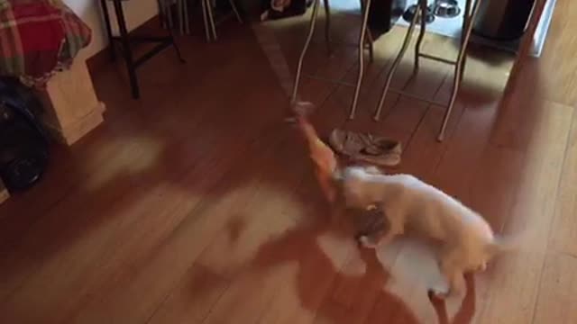 Tug of war dog chicken on rope