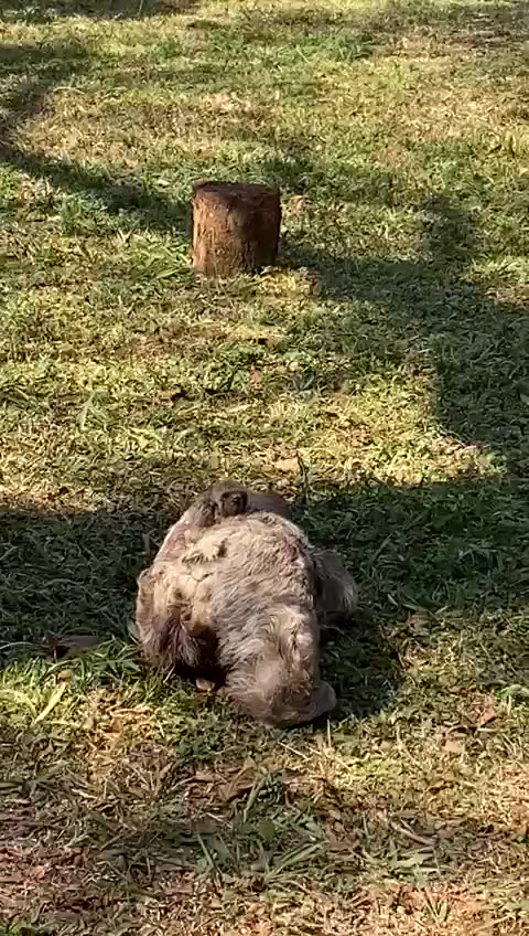 Bicho preguiça e seu filhote