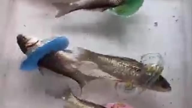 Best funny video 2022