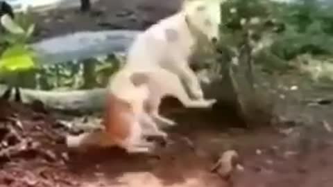 Animals funny video 😂😂😂😂