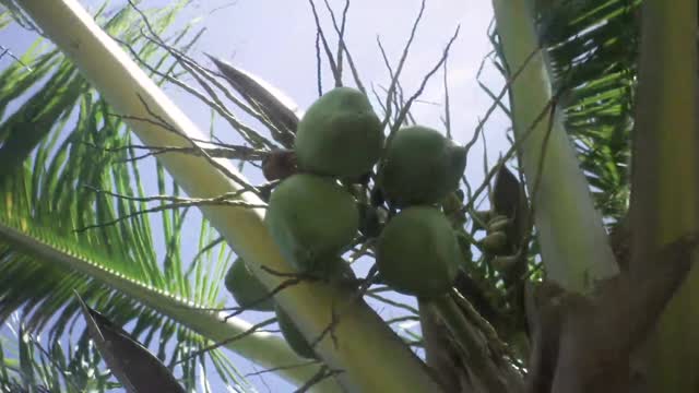 Green coconuts_batch