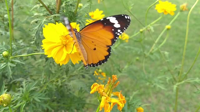 Butterfly Wings Antennae Flowers Pollination