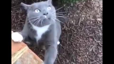 Baby Cats - Funny and Cute Baby Cat Videos Compilation