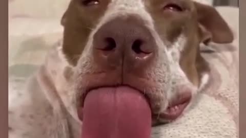 Try not to laugh - Best funny animal videos 2022