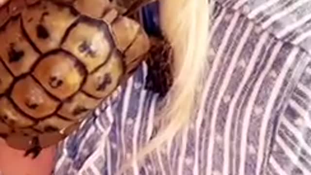 pet Tortoise climbs onto girls shoulder while she giggles!