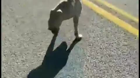 The DOG never gives up.