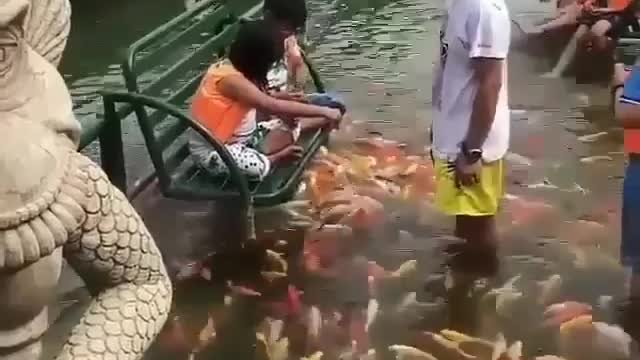 Wow Amazing Colorful fish pool #Amazing #Vital