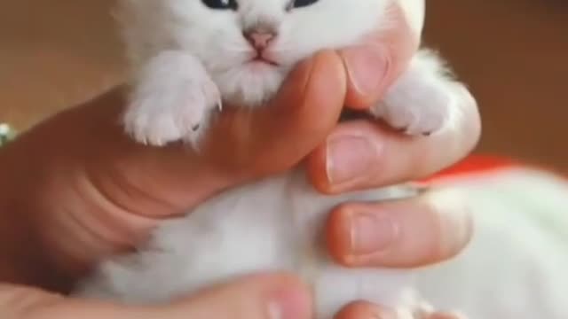 Kitten is just born and full of confusion about the world