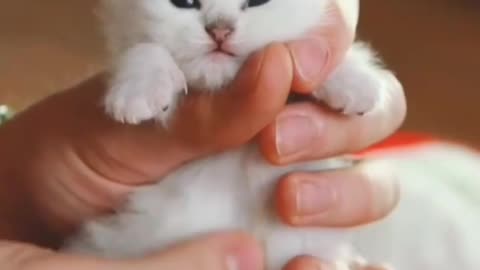 Kitten is just born and full of confusion about the world