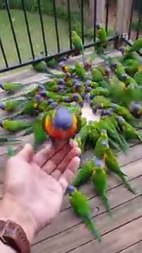 Lorikeet Mayhem