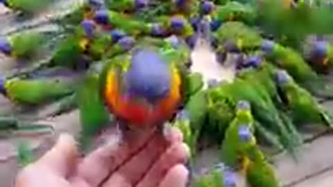 Lorikeet Mayhem