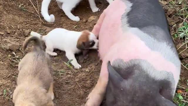 Cute pet pig