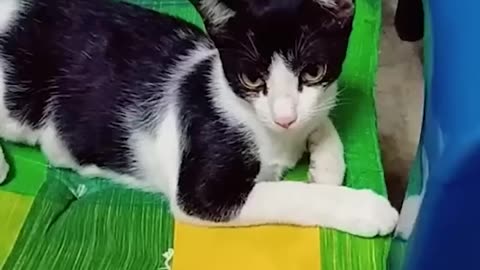Funniest cat in the world you love this 🙀 🙀 🐶 🏇