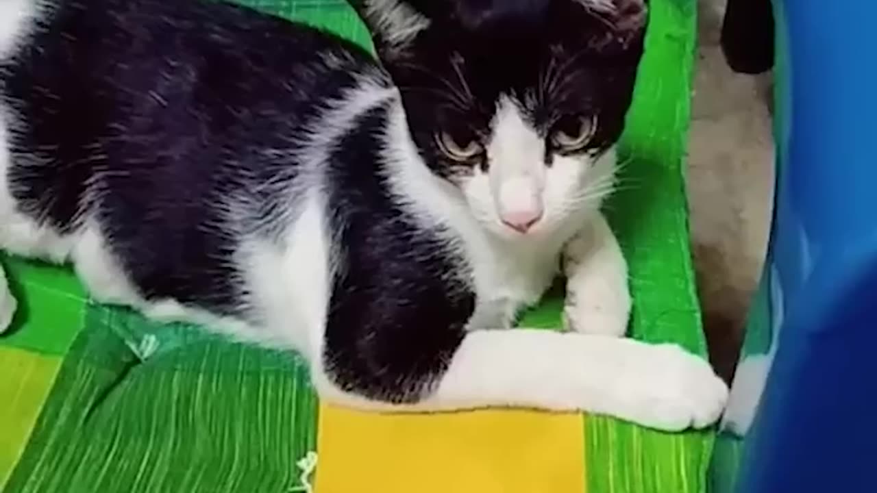 Funniest cat in the world you love this 🙀 🙀 🐶 🏇