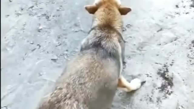 CHICKEN VS DOG BEST FUNNY MOMENTS DOG FIGHT