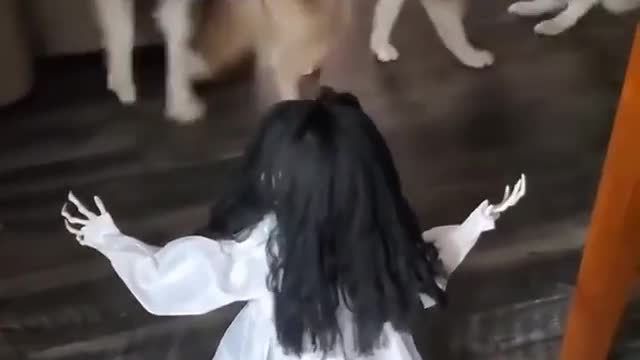 Prank with German dogs not scared at all funny
