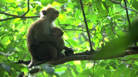 Video of a Monkey on the Tree