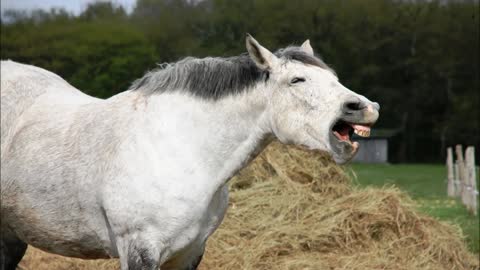 Horse Neighing Sound Effect HD