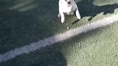 Play ball with Chico