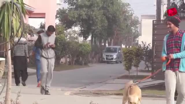 Real dog bark prank