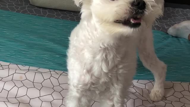 A puppy playing with a ball the size of a face