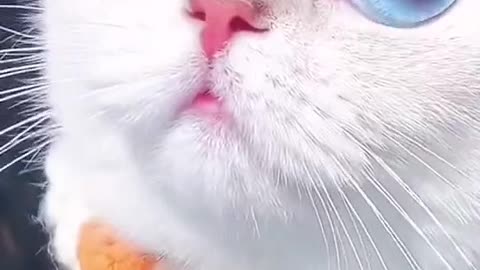 Cute cat video