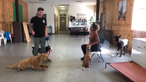 Training your aggressive dog with leash
