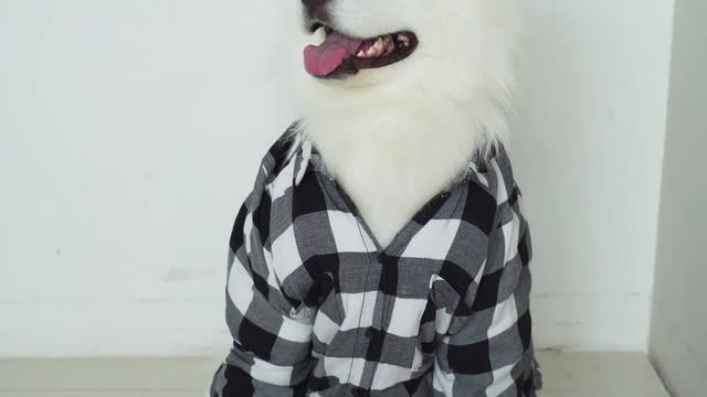 Dog Wearing Clothes