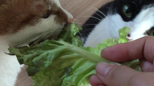 cats eating lettuce