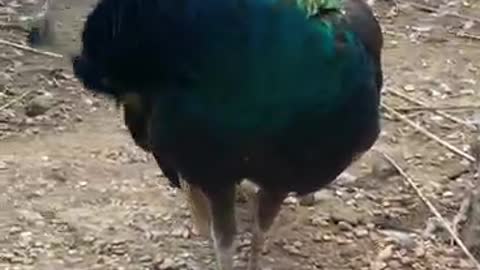 What a big peacock