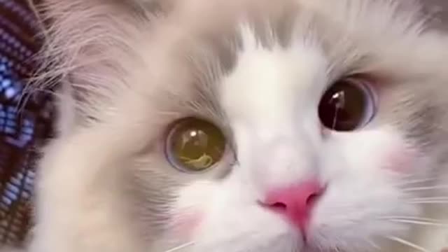 Aww Cute Cats Videos #catmeow Funny Animals Compilation👍👍👍